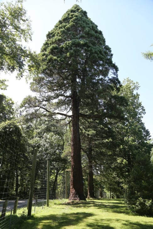 Sequoiadendron giganteum.