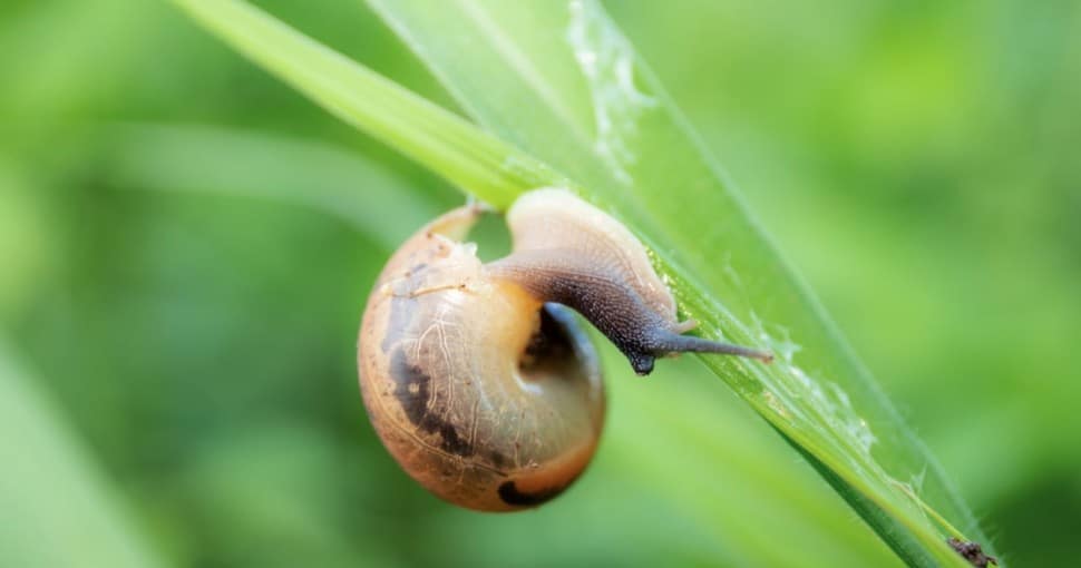 Slug sticking to grass leaf