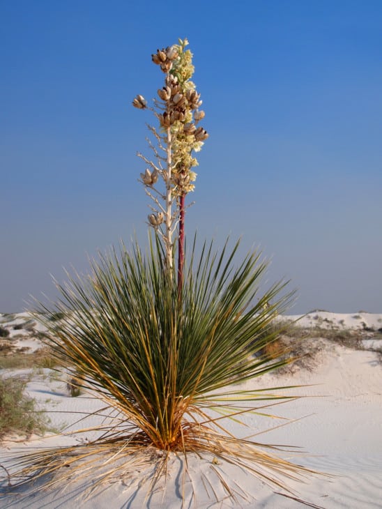 Soaptree Yucca Yucca elata