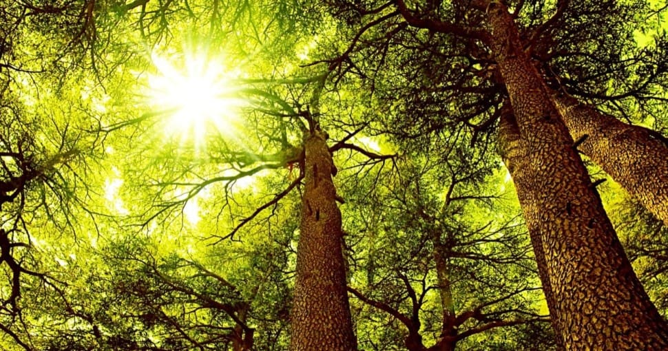 Sunny Cedar forest