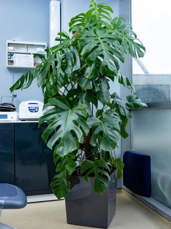 Swiss cheese plant Monstera deliciosa at office
