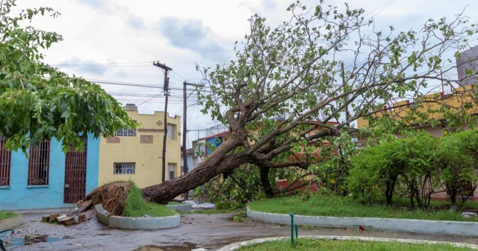 This tree was not hurricane resistant