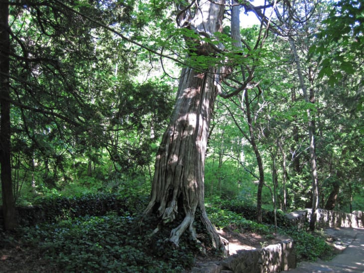 Thuja occidentalis eastern arbor vitae tree