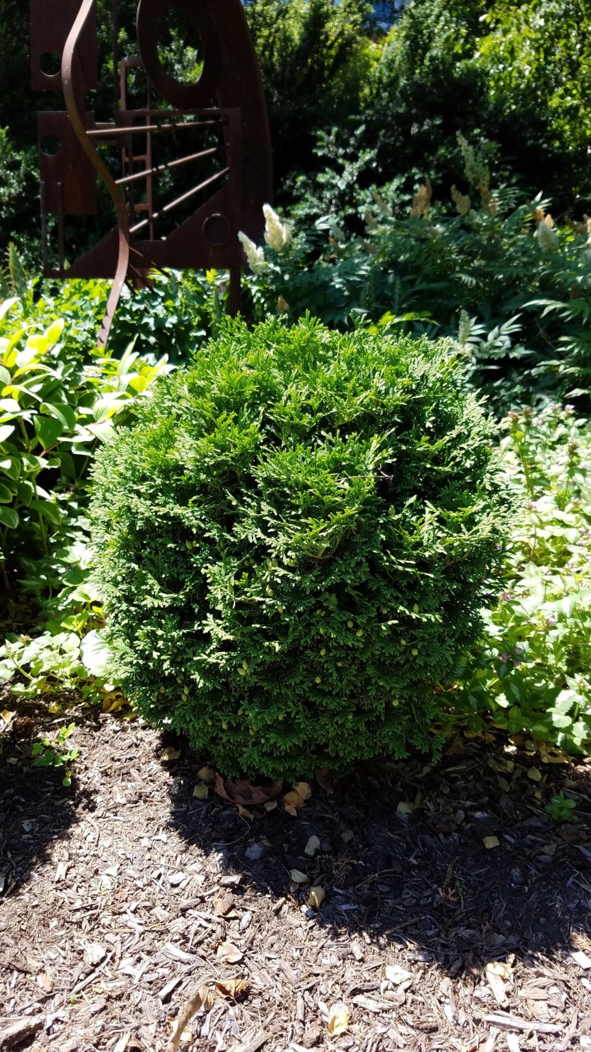 8 Trees Similar To Italian Cypress ProGardenTips