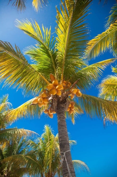 Tropical coconut palm tree with yellow coconuts