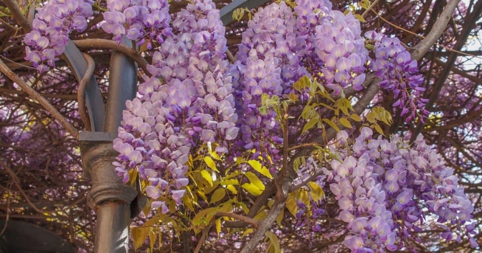 Violet Wisteria flowers