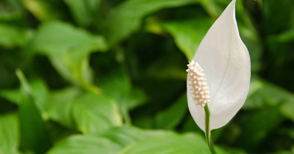 White flower of a Peace Lily from the genus Spathiphyllum