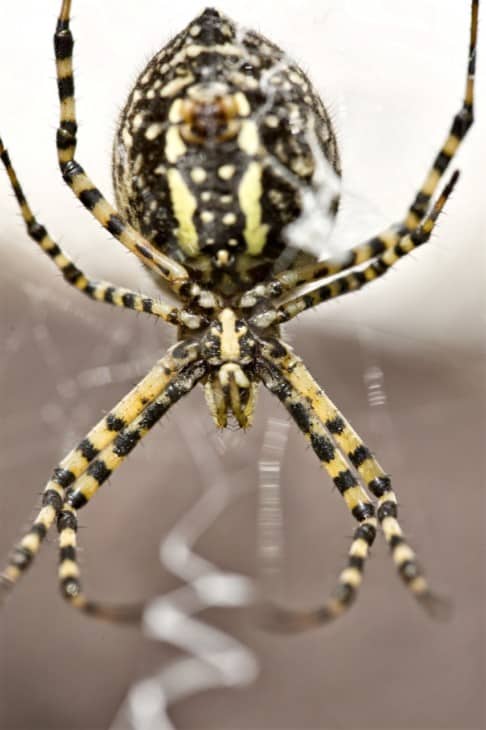 Yellow and black garden spider in web