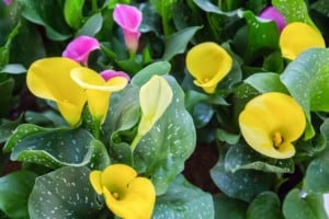 Yellow and pink Calla Lilies