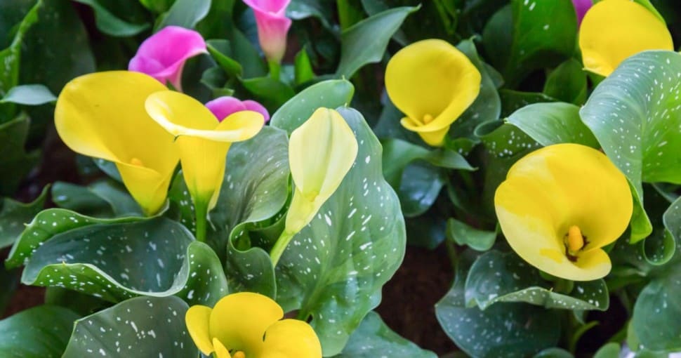 Yellow and pink Calla Lilies
