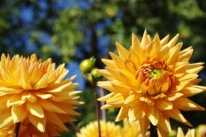 Yellow dahlias in the park