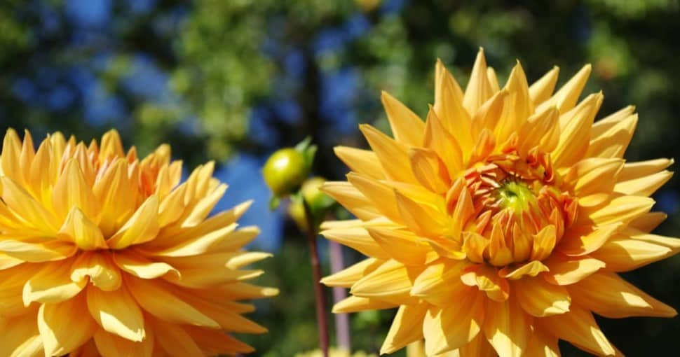 Yellow dahlias in the park