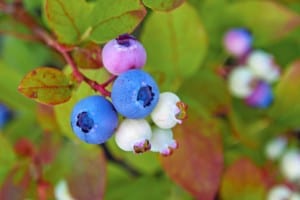 blueberry plant in autumn garden with blueberries ripening
