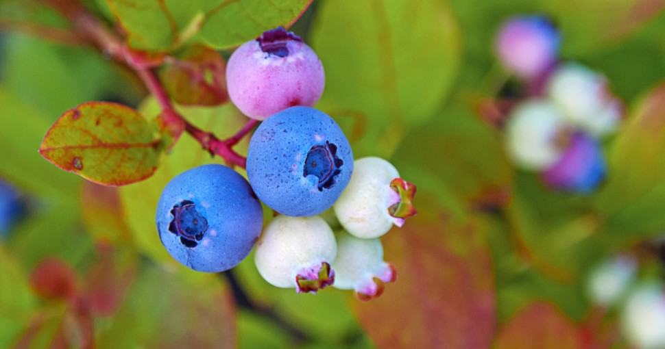blueberry plant in autumn garden with blueberries ripening