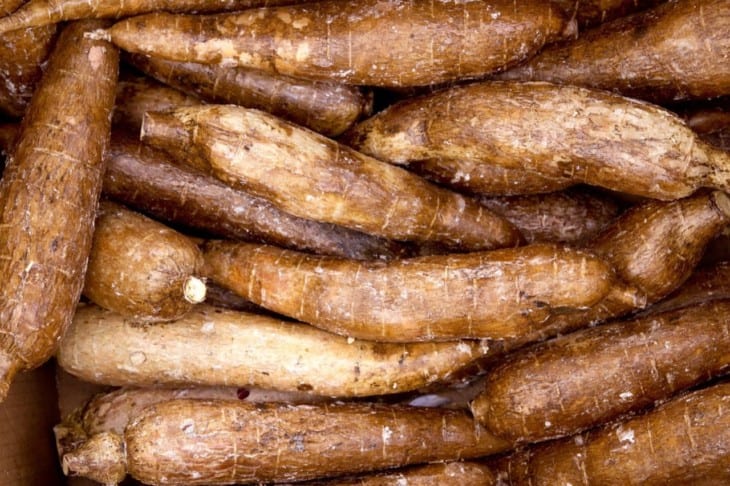 cassava yucca rhizomes