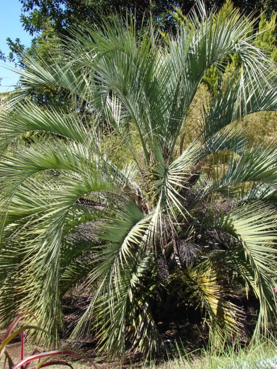 Butia capitata Pindo palm