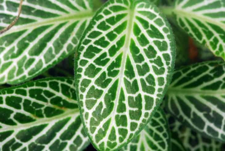 Dark Green Leaves of Fittonia Acanthaceae