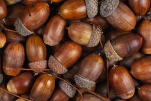 Dried acorns