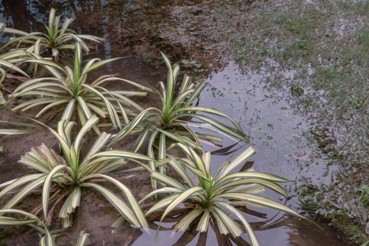 Green chlorophytum comosum aka spider plant are flooded after heavy rains