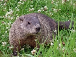 Groundhog among clover