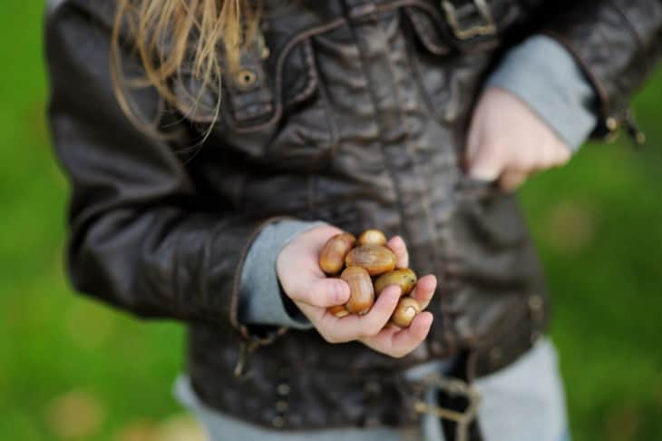 Little girl gathering acorns on autumn day