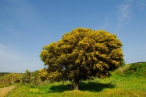 Mimosa tree benefits