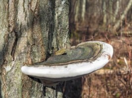 Mushroom Ganoderma applanatum close up on a tree