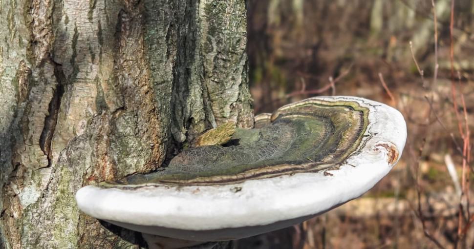 Mushroom Ganoderma applanatum close up on a tree