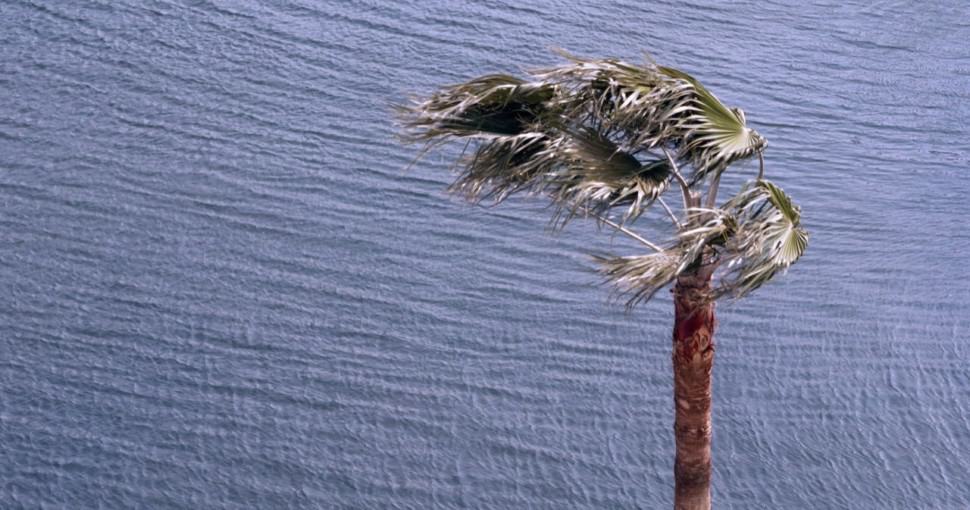 Palm trees handle strong winds well