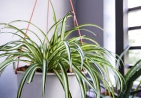 Spider plant in white pot at balcony