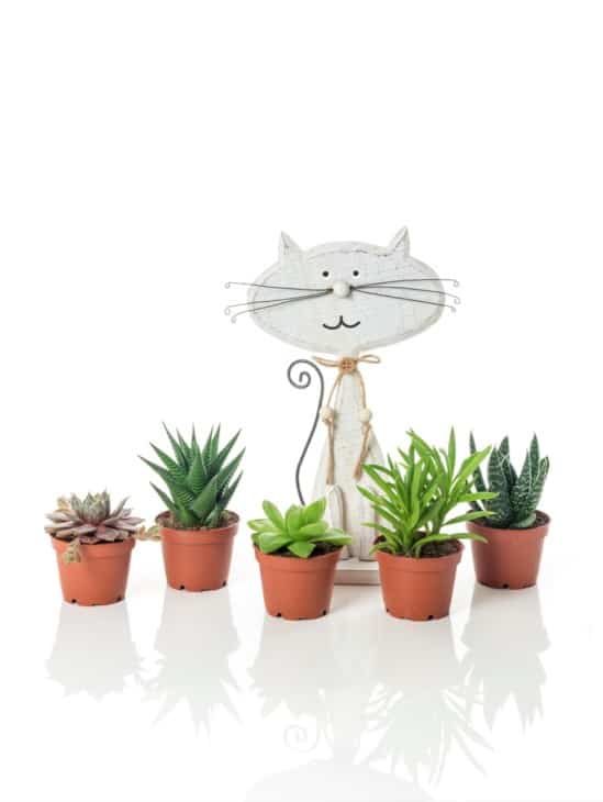 Succulent plants and wooden cat