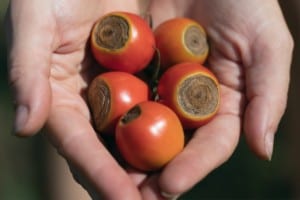 Tomatoes with Verticillium Wilt