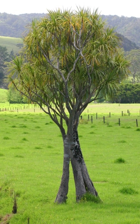 cordyline australis