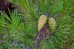 pine tree and cones