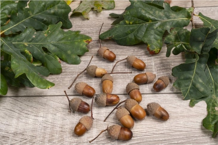 some acorns on a wooden table