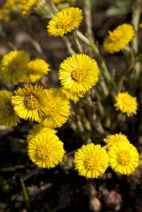 10204774 coltsfoot