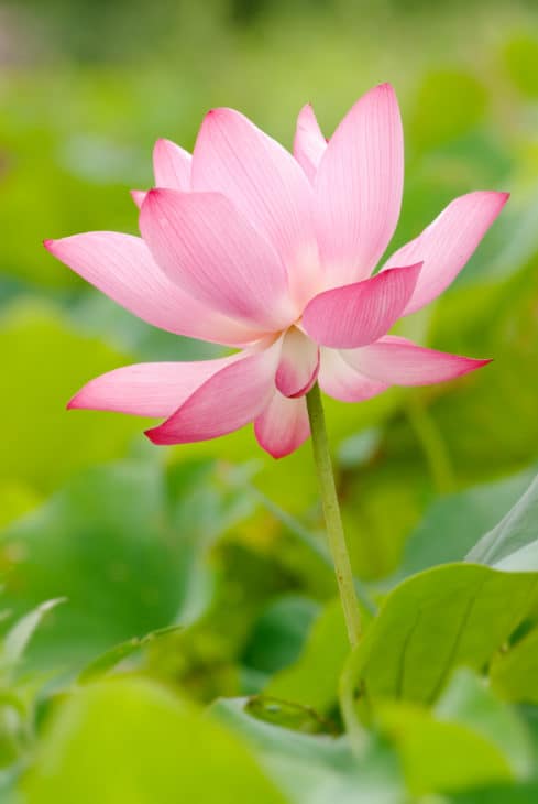 1104837 beautiful lotus