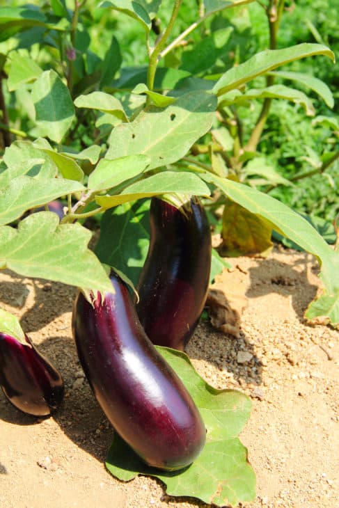 12562218 eggplant fruits growing in the garden