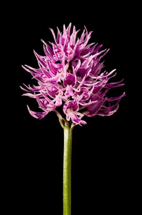 13067676 naked man orchid over black orchis italica