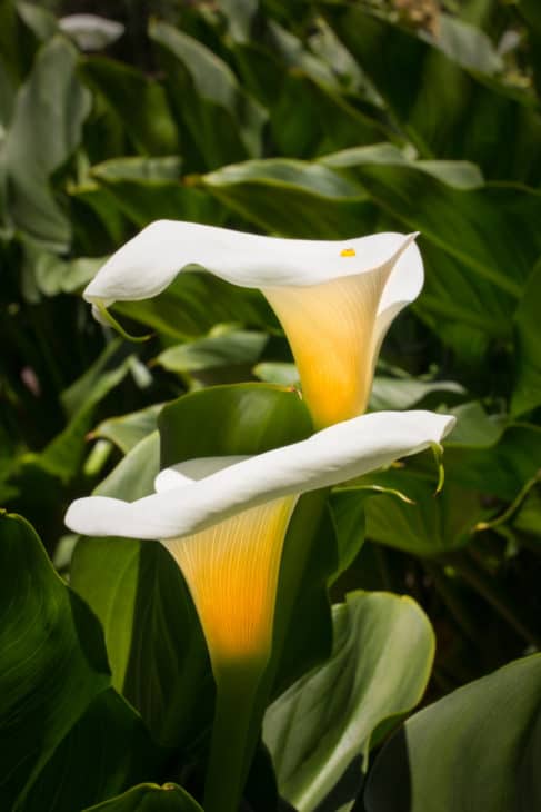 18614800 two calla lillies in vertical