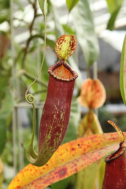 18771860 nepenthes