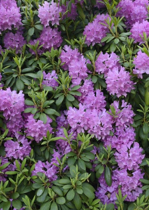 Rhododendron 