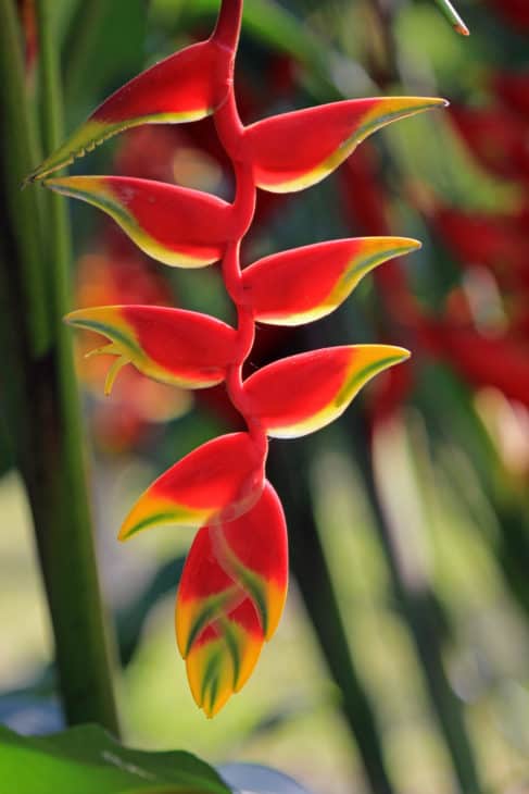 23197592 hanging lobster claw heliconia rostrata mexico