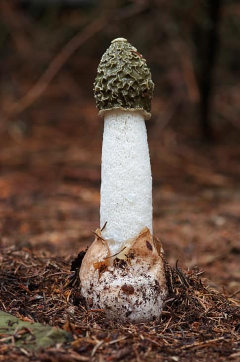 23466354 mushroom common stinkhorn phallus impudicus