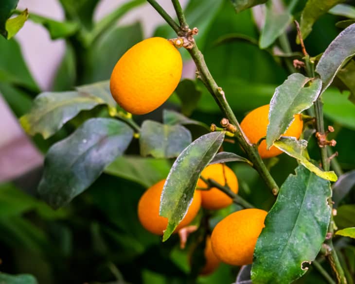 30354694 fruit bearing kumquat plant in closeup tropical plant specie from china asia