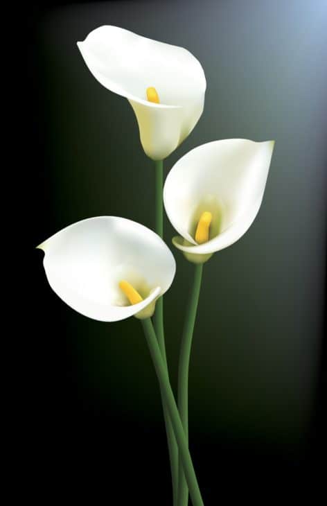 31651970 calla lilies