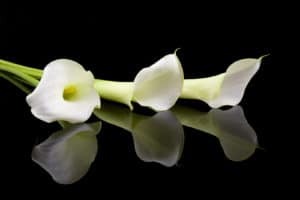 Beautiful white calla lilies