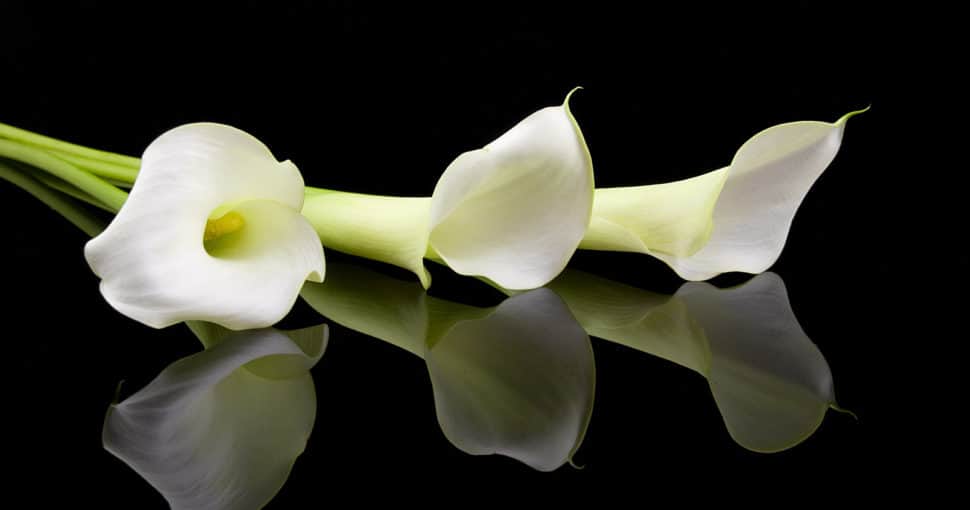 Beautiful white calla lilies