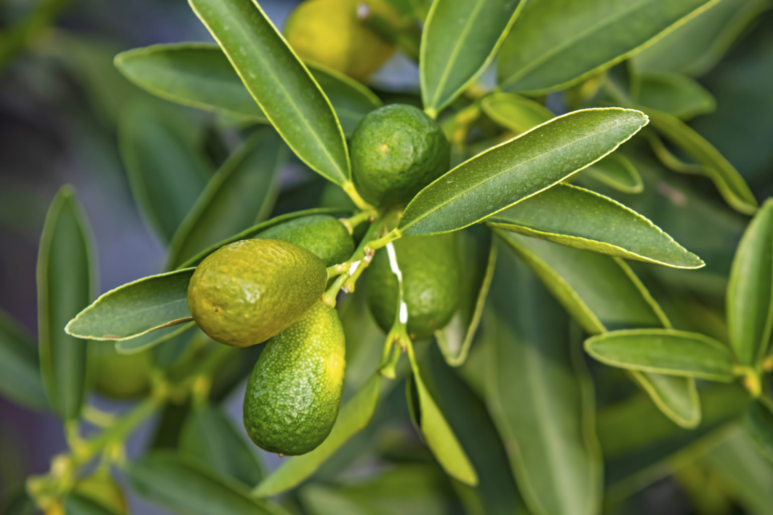When Are Kumquats In Season? ProGardenTips
