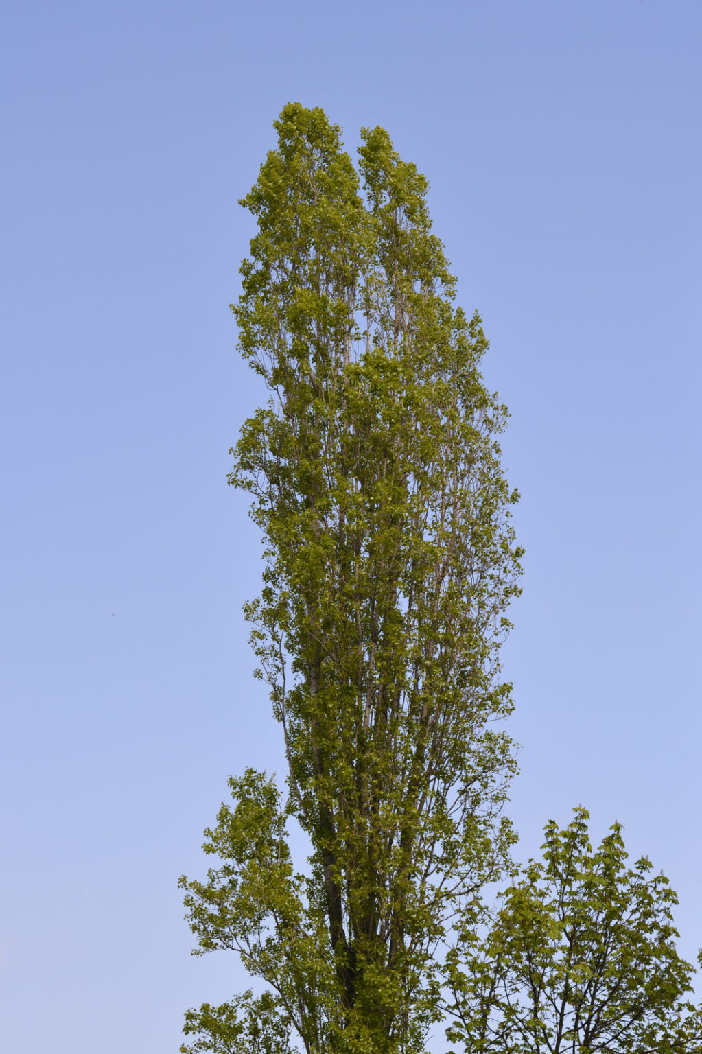 8 Trees Similar To Italian Cypress ProGardenTips